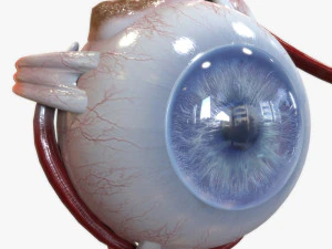 Eye Blue 3D Model