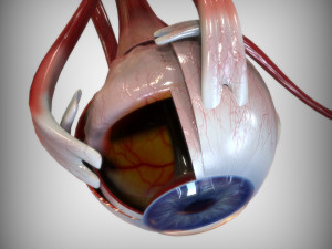 Eye Blue 3D 模型