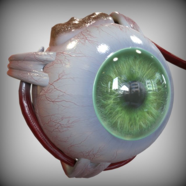 Green Eye 3Dモデル .c4d .max .obj .3ds .fbx .stl .blend 