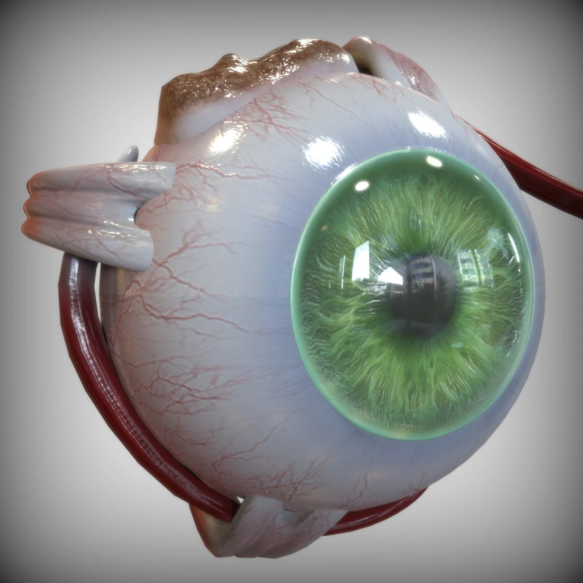 Green Eye 3D Model .c4d .max .obj .3ds .fbx .stl .blend 
