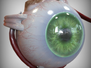 Green Eye 3D Model