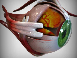 Green Eye 3D Model