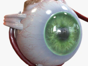 Green Eye 3D Model