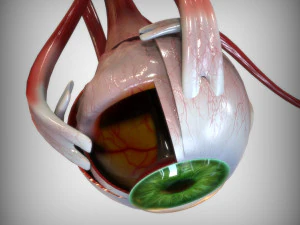 Green Eye 3D Model