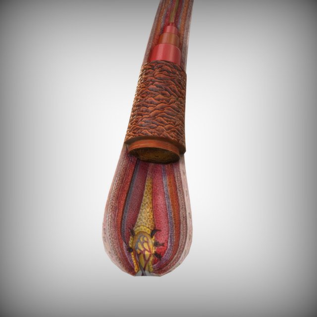 Hair Anatomy 3D Model .c4d .max .obj .3ds .fbx .stl .blend 