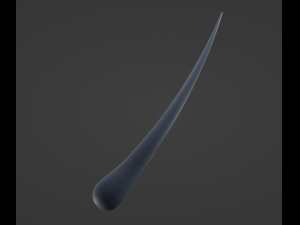 Hair Anatomy 3D Model