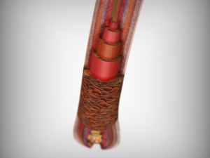 Hair Anatomy 3D Model