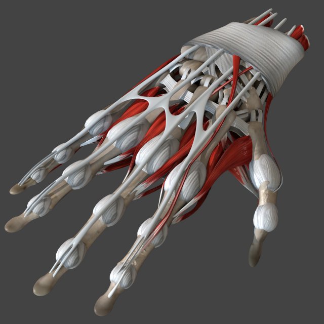 Hand Anatomy Modelo 3D .c4d .max .obj .3ds .fbx .stl .blend 