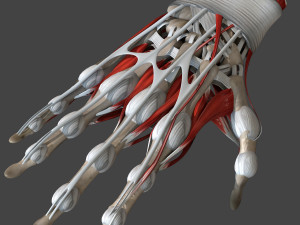 Hand Anatomy Model 3D