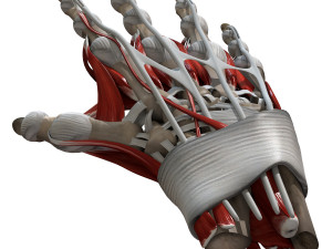 Hand Anatomy Modelo 3D