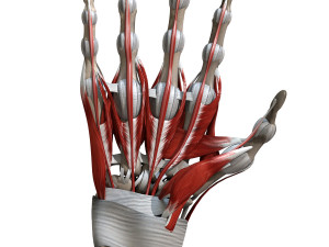 Hand Anatomy Modelo 3D