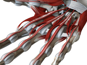 Hand Anatomy Modelo 3D