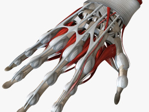 Hand Anatomy Modelo 3D