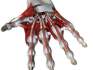 Hand Anatomy Modelo 3D