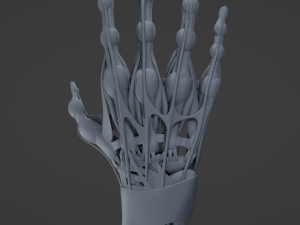 Hand Anatomy Modelo 3D