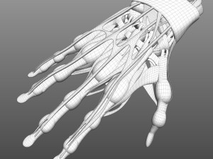 Hand Anatomy Modelo 3D
