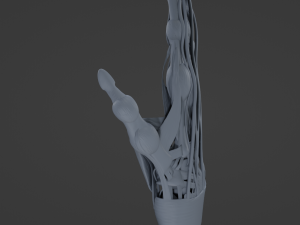 Hand Anatomy Modelo 3D