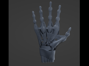 Hand Anatomy Modelo 3D