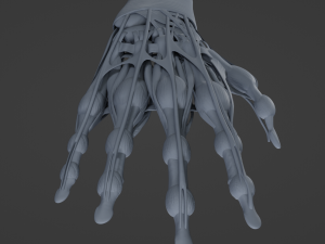 Hand Anatomy Modelo 3D