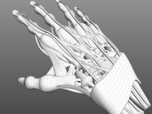 Hand Anatomy Modelo 3D