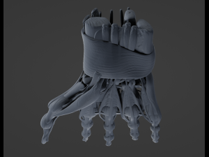 Hand Anatomy Modelo 3D