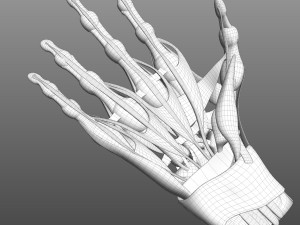 Hand Anatomy Modelo 3D