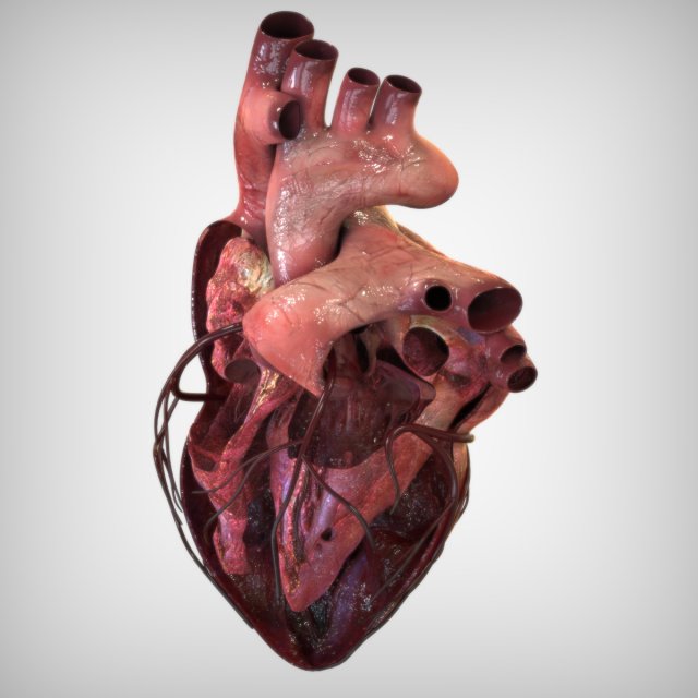 Heart Anatomy Model 3D .c4d .max .obj .3ds .fbx .stl .blend 