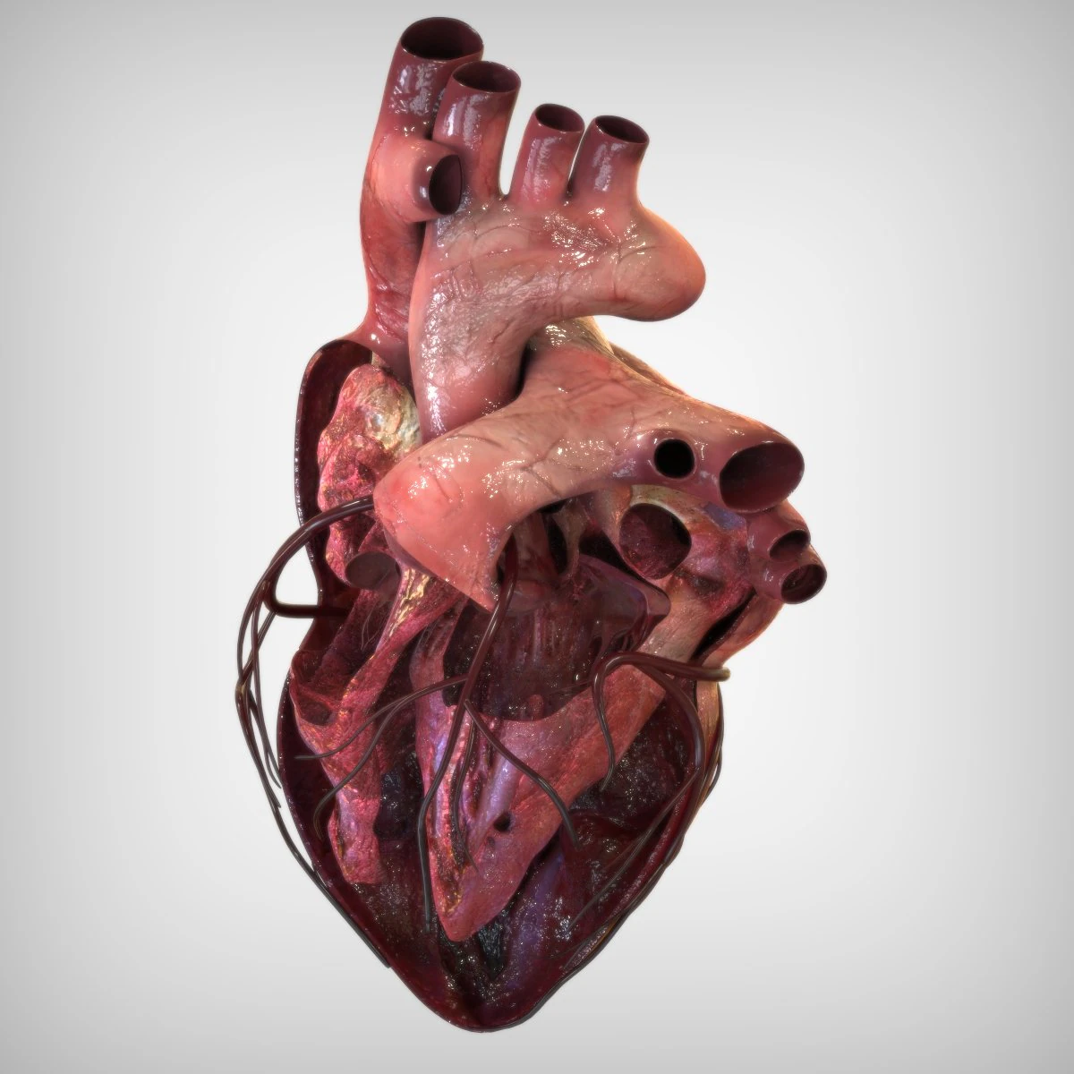 Heart Anatomy 3D Model .c4d .max .obj .3ds .fbx .stl .blend