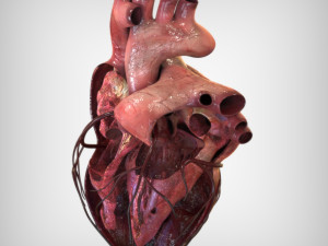 Heart Anatomy 3Dモデル