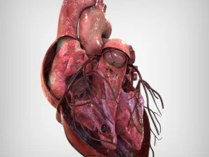 Heart Anatomy 3D Model