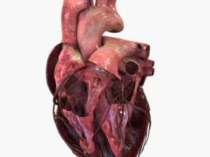 Heart Anatomy 3D Model