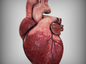 Heart Anatomy Model 3D