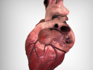 Heart Anatomy Model 3D