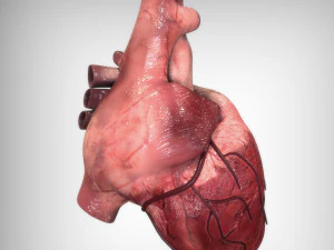 Heart Anatomy 3D Model