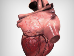 Heart Anatomy Model 3D