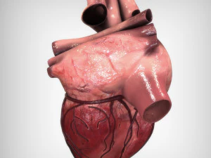 Heart Anatomy 3D Model