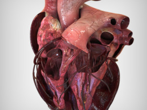 Heart Anatomy Model 3D