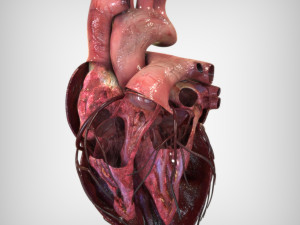 Heart Anatomy Model 3D
