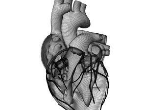 Heart Anatomy Model 3D