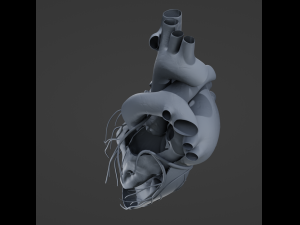 Heart Anatomy Model 3D