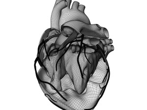 Heart Anatomy Model 3D