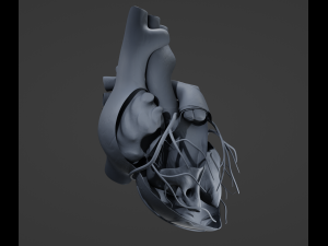 Heart Anatomy Model 3D