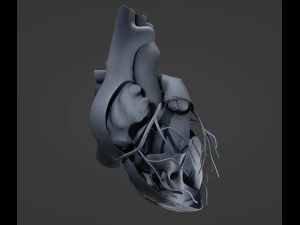 Heart Anatomy 3D Model