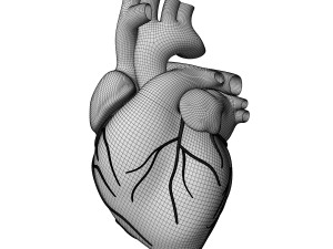 Heart Anatomy Model 3D