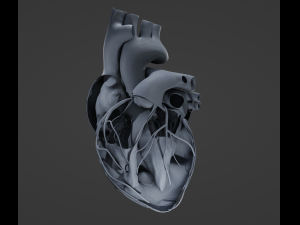 Heart Anatomy Model 3D