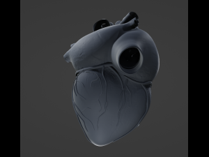 Heart Anatomy Model 3D