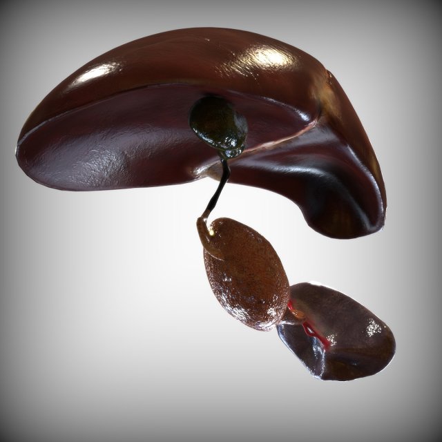 Human Hepatic System Model 3D .c4d .max .obj .3ds .fbx .stl .blend 