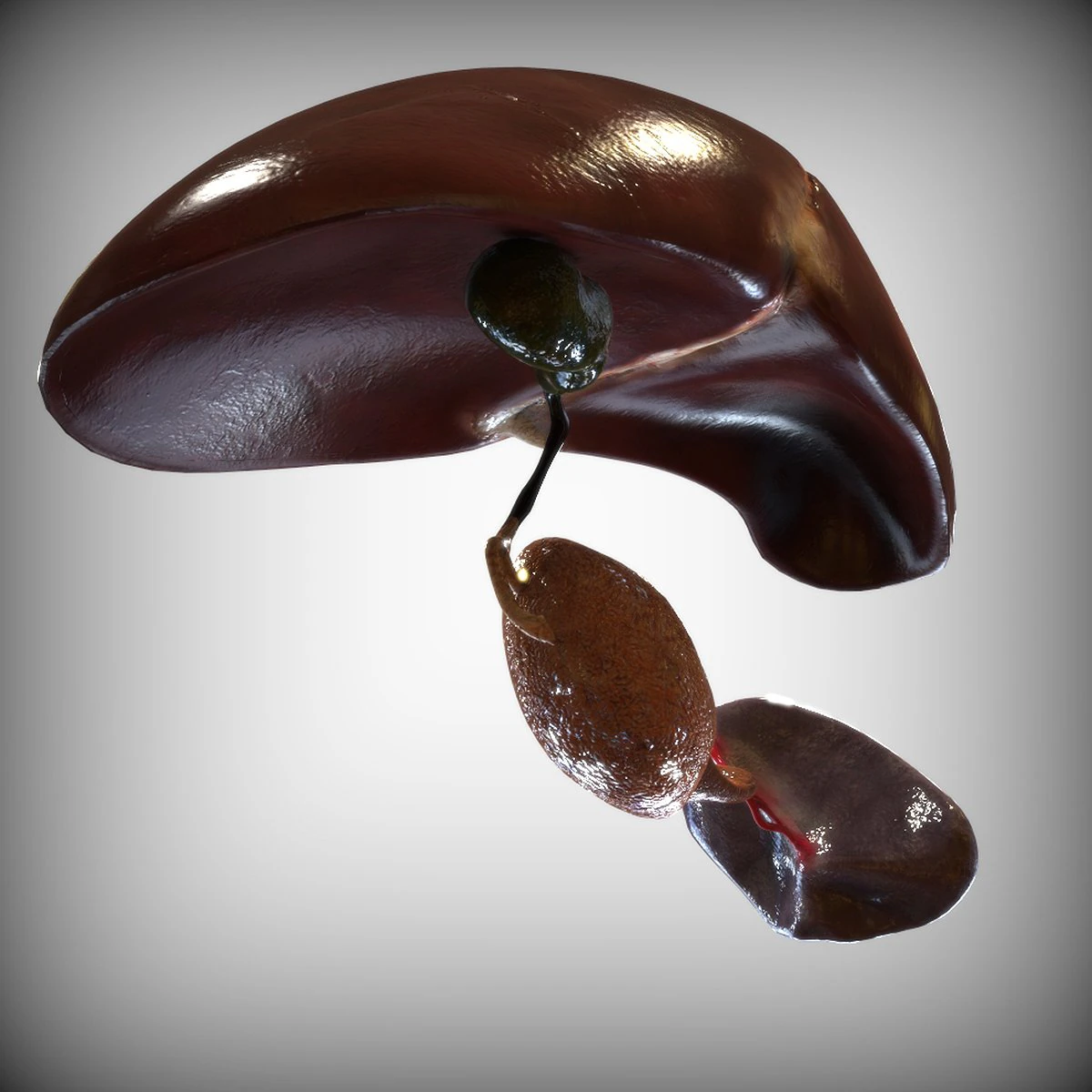 Human Hepatic System 3D Model .c4d .max .obj .3ds .fbx .stl .blend