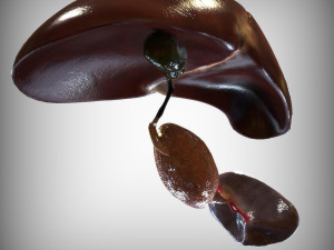 Human Hepatic System 3D Model