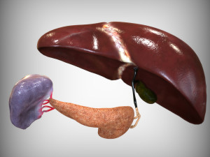 Human Hepatic System Model 3D
